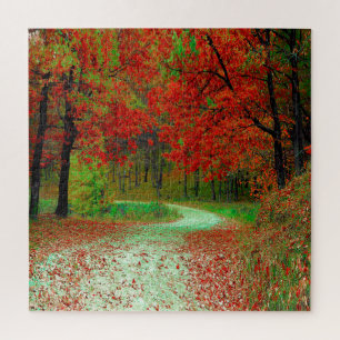 STRASSE WALDBÄUME BOTANISCHE NATUR LANDSCHAFT