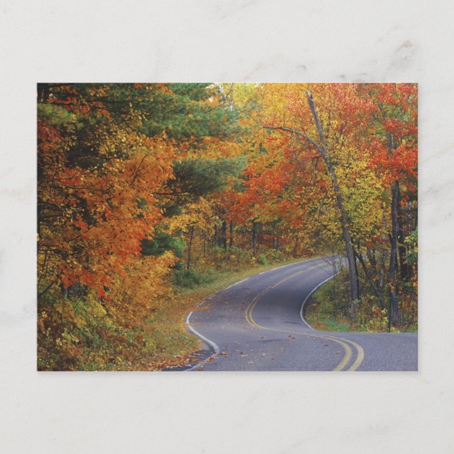 Straßenbahn Herbstbäume Richtung Itasca Staat Park Postkarte (Vorderseite)