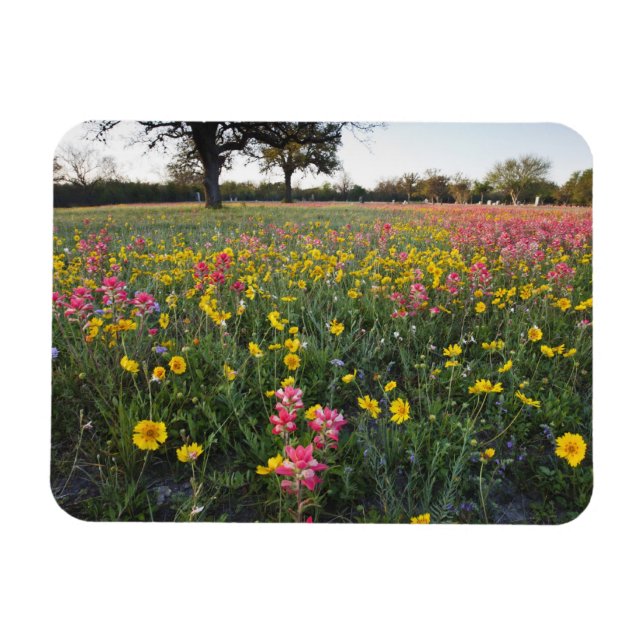 Straßenbahnlinien in Texas, Frühjahr Magnet (Horizontal)