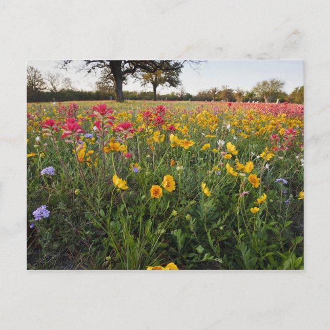 Straßenbahnlinien in Texas, Frühjahr Postkarte (Vorderseite)