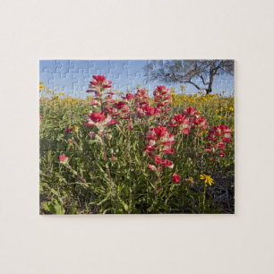 Straßenrand-Wildblumen in Texas, Frühling