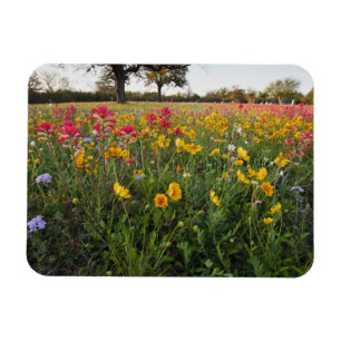 Straßenrand-Wildblumen in Texas, Frühling Magnet