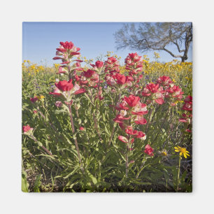Straßenrand-Wildblumen in Texas, Frühling Magnet