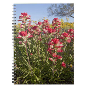 Straßenrand-Wildblumen in Texas, Frühling Notizblock