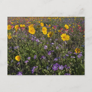 Straßenrand-Wildblumen in Texas, Frühling Postkarte