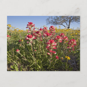 Straßenrand-Wildblumen in Texas, Frühling Postkarte