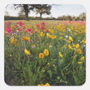 Straßenrand-Wildblumen in Texas, Frühling Quadratischer Aufkleber