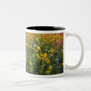 Straßenrand-Wildblumen in Texas, Frühling Zweifarbige Tasse