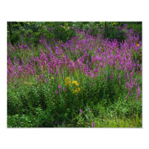 Straßenrand-Wildblumen - lila Felberich mit Som Fotodruck