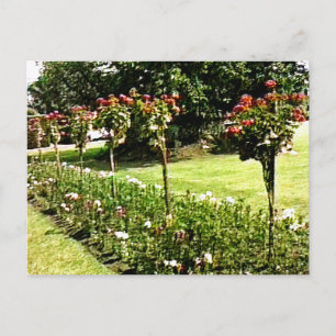 Stratford-nach-Avon Garten-Rose snap-29602 jGibney Postkarte