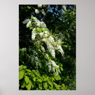 Strauch mit weißen Blüten Poster