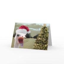 Strauß erhält über Weihnachten aufgeregt