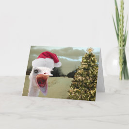 Strauß erhält über Weihnachten aufgeregt