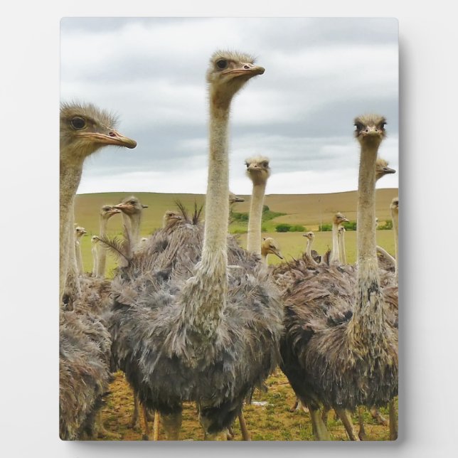 Strauß Fotoplatte (Vorderseite)