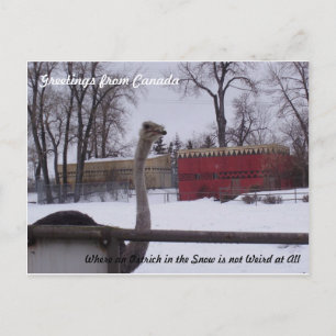 Strauß im Schnee Postkarte
