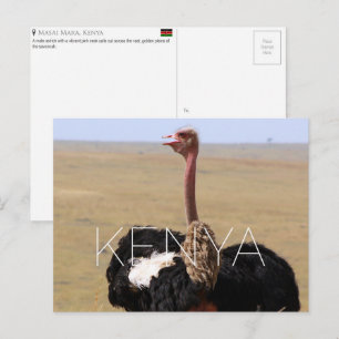 Strauß in Masai Mara, Kenia Reise-Postkarte Postkarte
