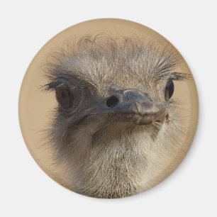 Strauß Magnet
