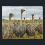 Strauß Puzzle<br><div class="desc">In diesem phantastischen Puzzle wird eine Ohrfeige gezeigt</div>