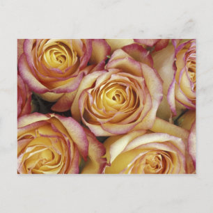 Strauß Rosen Postkarte