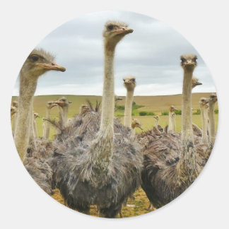 Strauß Runder Aufkleber