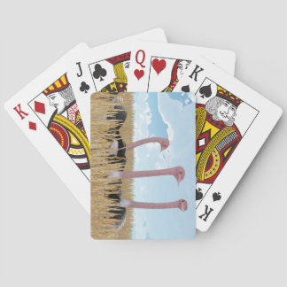 Strauß-Spielkarten Spielkarten