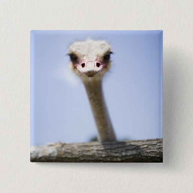 Strauß sprechen button (Vorderseite)