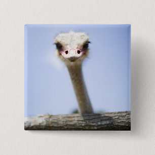 Strauß sprechen button