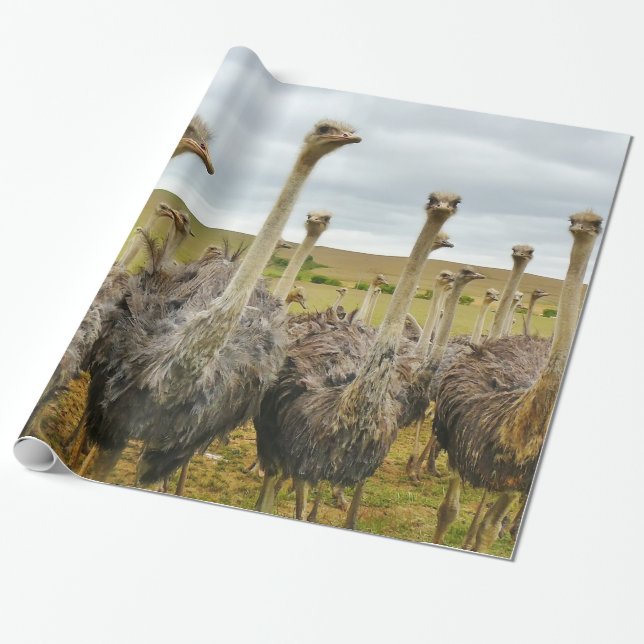 Strauß-Vogel Geschenkpapier (Ungerollt)
