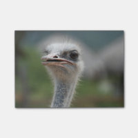 Strauß-Vogel