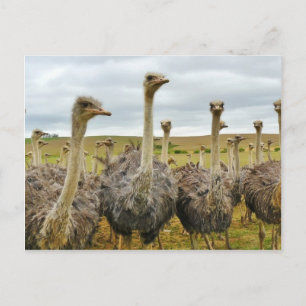 Strauße Postkarte