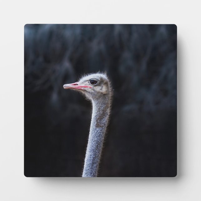 Straußenfotografie Fotoplatte (Vorderseite)