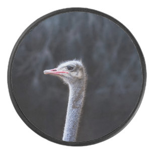 Straußenportrait Eishockey Puck