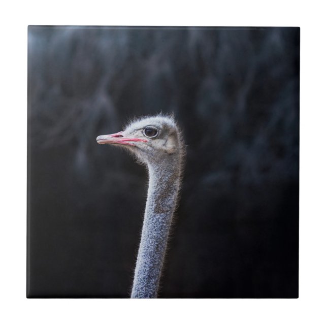 Straußenportrait Fliese (Vorderseite)