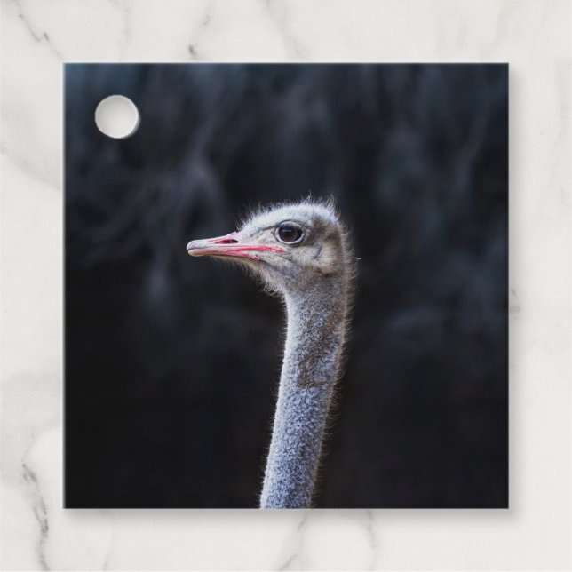 Straußenportrait Geschenkanhänger (Vorderseite)