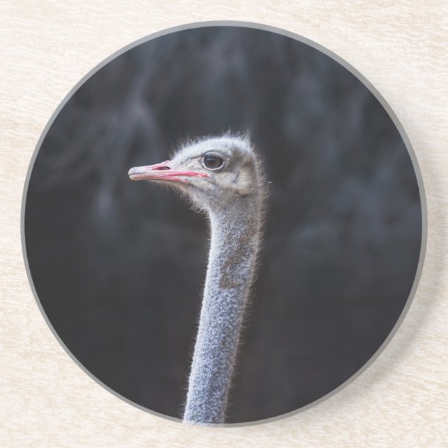 Straußenportrait Getränkeuntersetzer (Vorne)