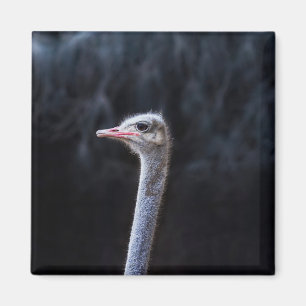 Straußenportrait Magnet