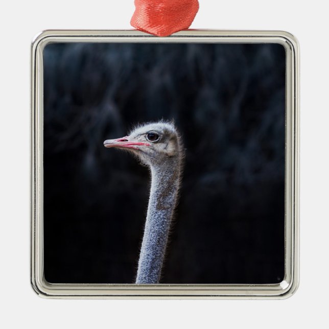 Straußenportrait Ornament Aus Metall (Vorne)