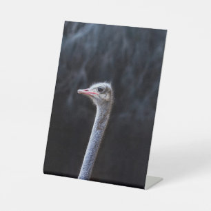 Straußenportrait Sockelschild