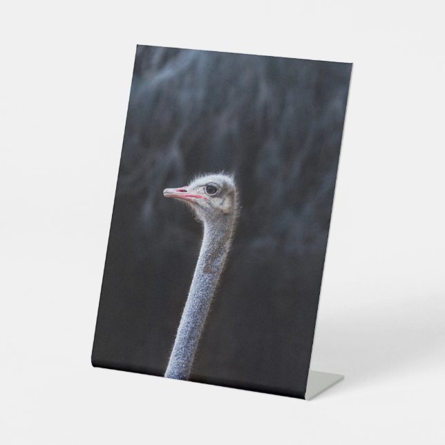 Straußenportrait Sockelschild (Vorderseite)