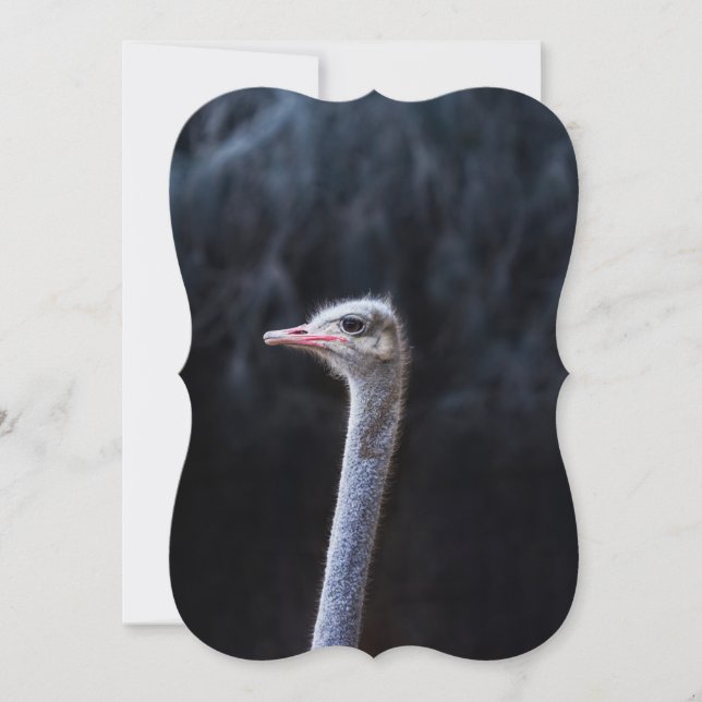 Straußportrait  karte (Vorderseite)