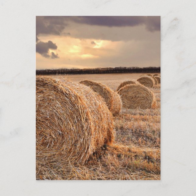 Straw Bales Postcard Postkarte (Vorderseite)