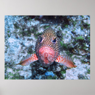 Strawberry Grouper Poster