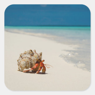 Strawberry Hermit Crab   Coenobita Perlatus Quadratischer Aufkleber