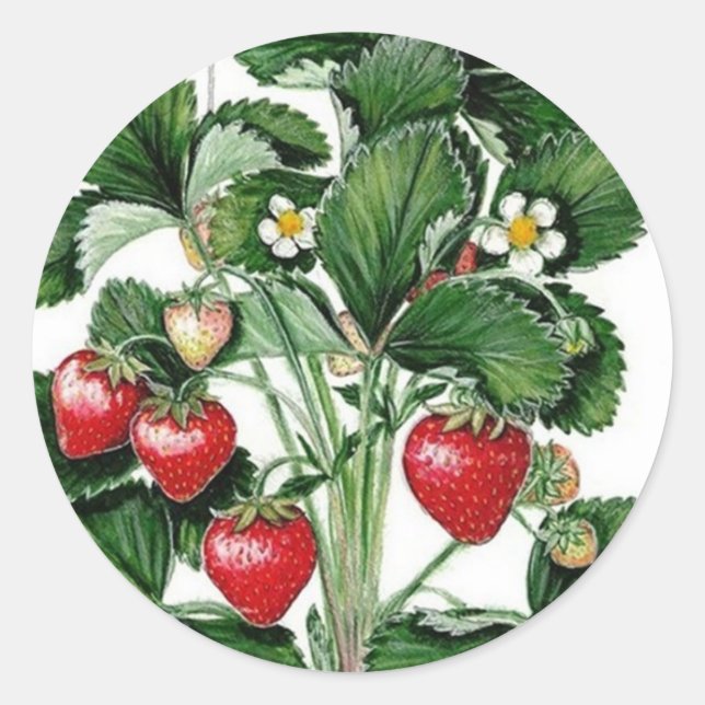 Strawberry Jam Jar Lid Label Runder Aufkleber (Vorderseite)