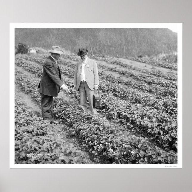 Strawberry Pflanze Sitka, Alaska 1916 Poster (Vorne)