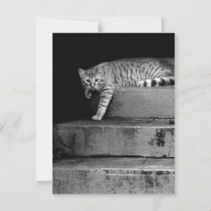 Stray Cat auf Treppen Postkarte