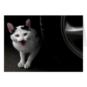 Stray Cat mit Mustache