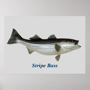 Streifen-Bass-Plakat Poster