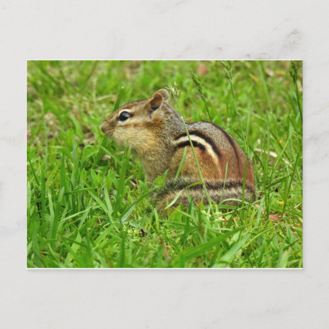 Streifenhörnchen Postkarte (Vorderseite)