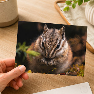 Streifenhörnchen-Wildtier-Naturfotografie Postkarte